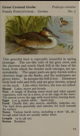 great crested grebe page from Observer's Book of Birds